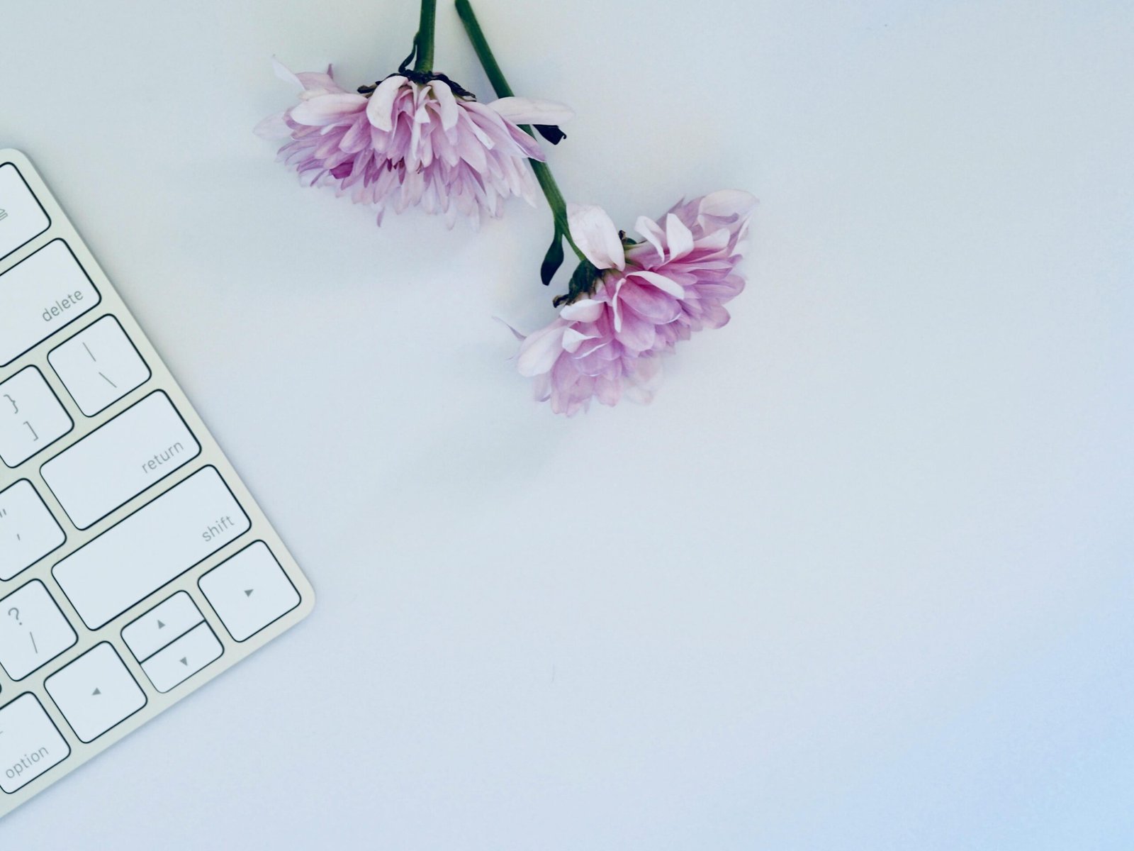 A minimalist flat lay of a white keyboard and purple chrysanthemum flowers on a clean desk.